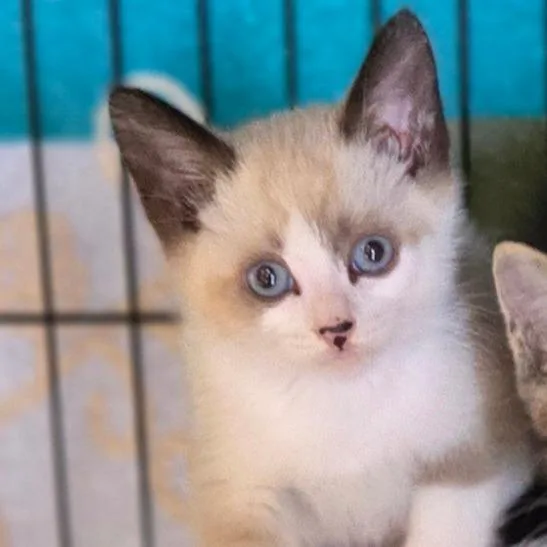 A baby small-sized male Domestic Medium Hair cat named Elvis for adoption in Allyn, WA
