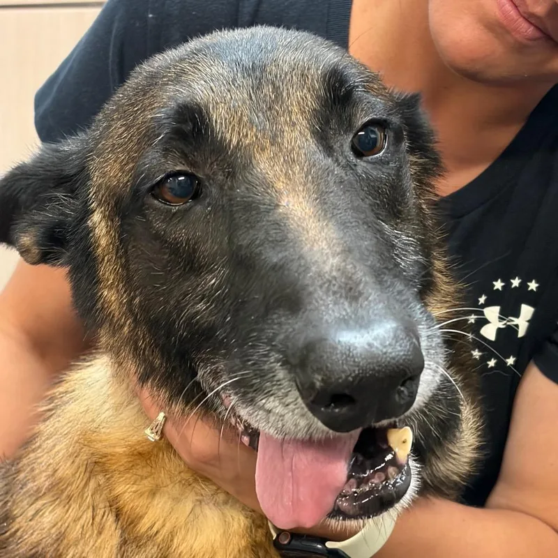 A senior large-sized male Belgian Shepherd / Malinois dog named Titan for adoption in Evensville, TN