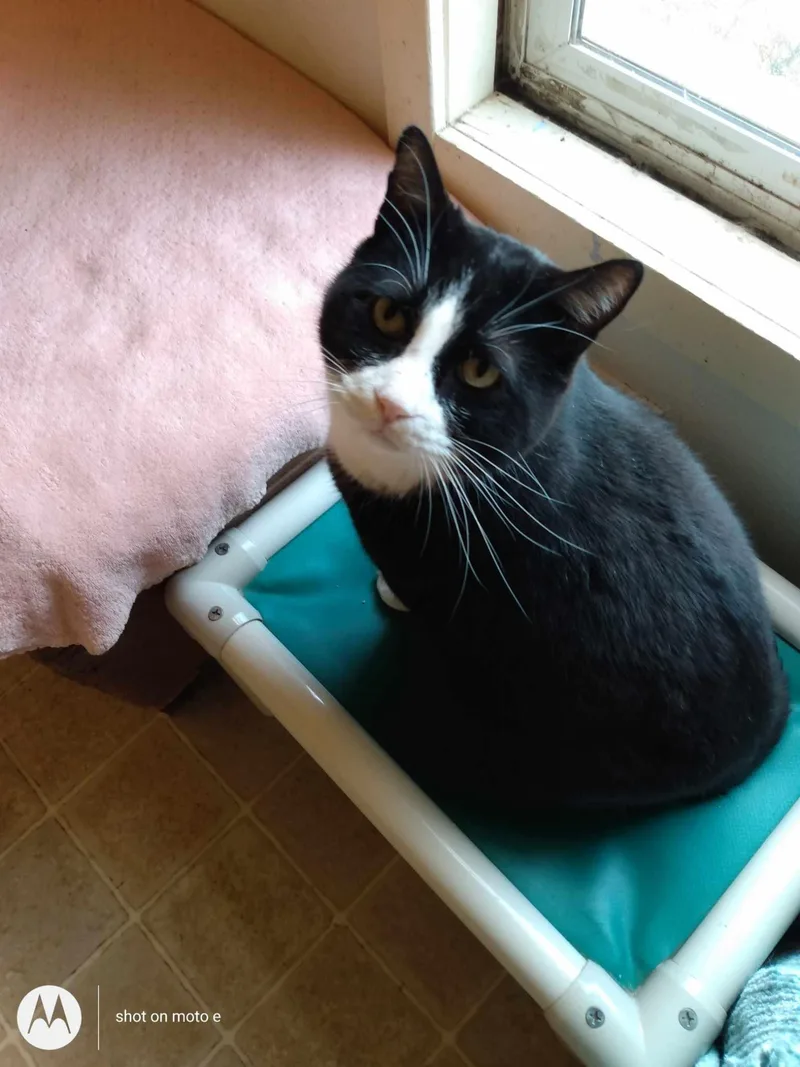 Sylvester thumbnail 2