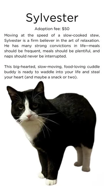 Sylvester thumbnail 6