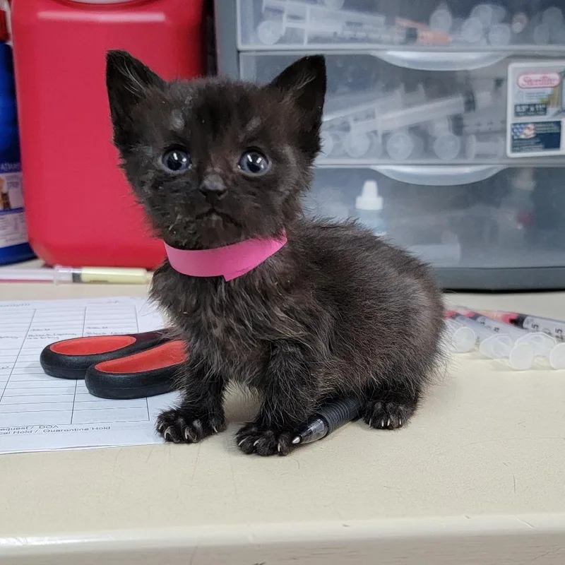 A baby small-sized female Black Domestic Short Hair cat named Jasmine for adoption in Ardmore, OK