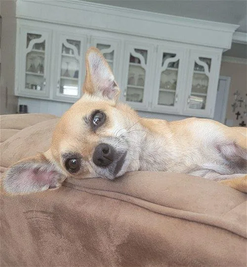 An adult small-sized female Chihuahua dog named Gracie for adoption in Spring, TX