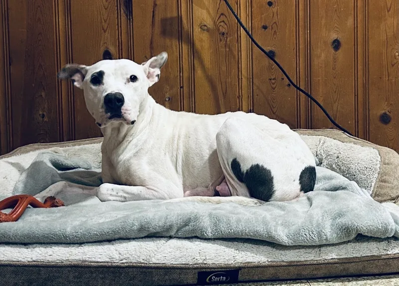 Milkmaid thumbnail 3