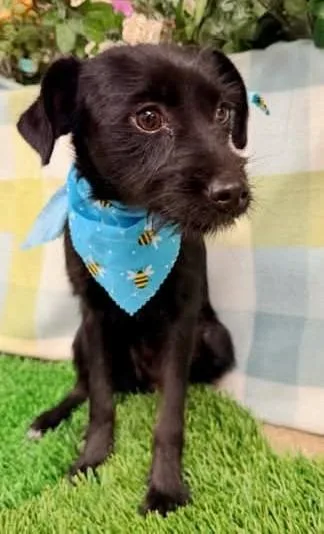 A baby small-sized female Terrier dog named Sabrina for adoption in Lemoore, CA