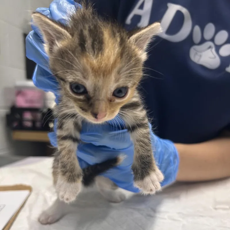 A baby small-sized female Calico Domestic Short Hair cat named Starburst for adoption in Summerville, SC