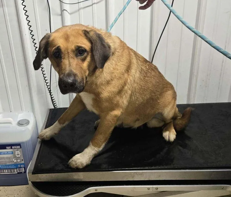An adult large-sized female Tricolor (Brown, Black, & White) Hound dog named May for adoption in Waverly, OH