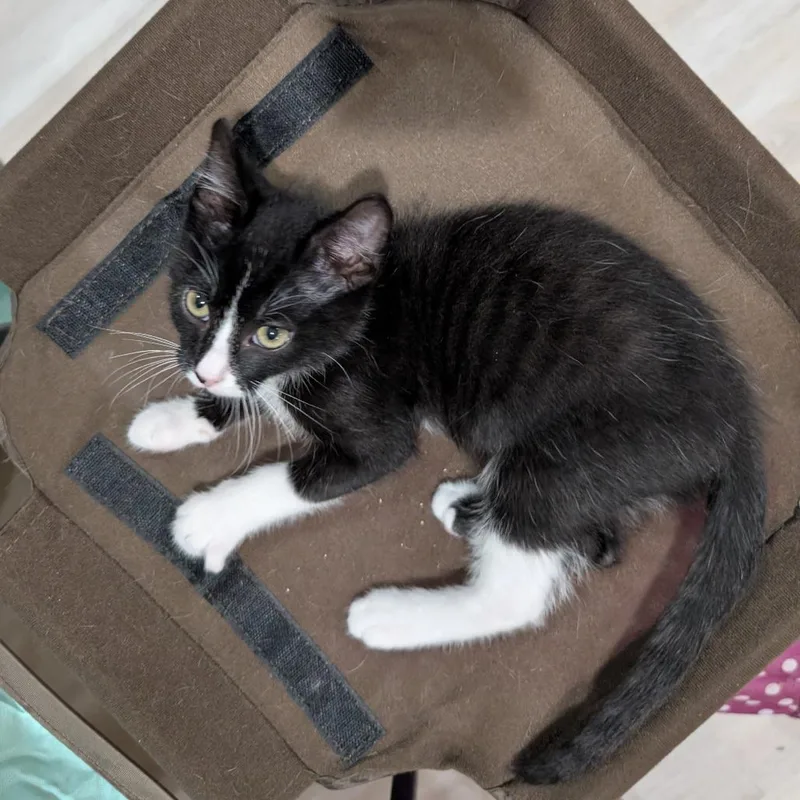 A baby small-sized male Black Domestic Short Hair cat named Blue Pearmain for adoption in Roselle, IL