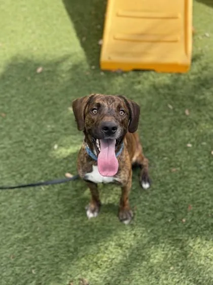 An adult medium-sized male Terrier dog named Rusty for adoption in North Miami Beach, FL
