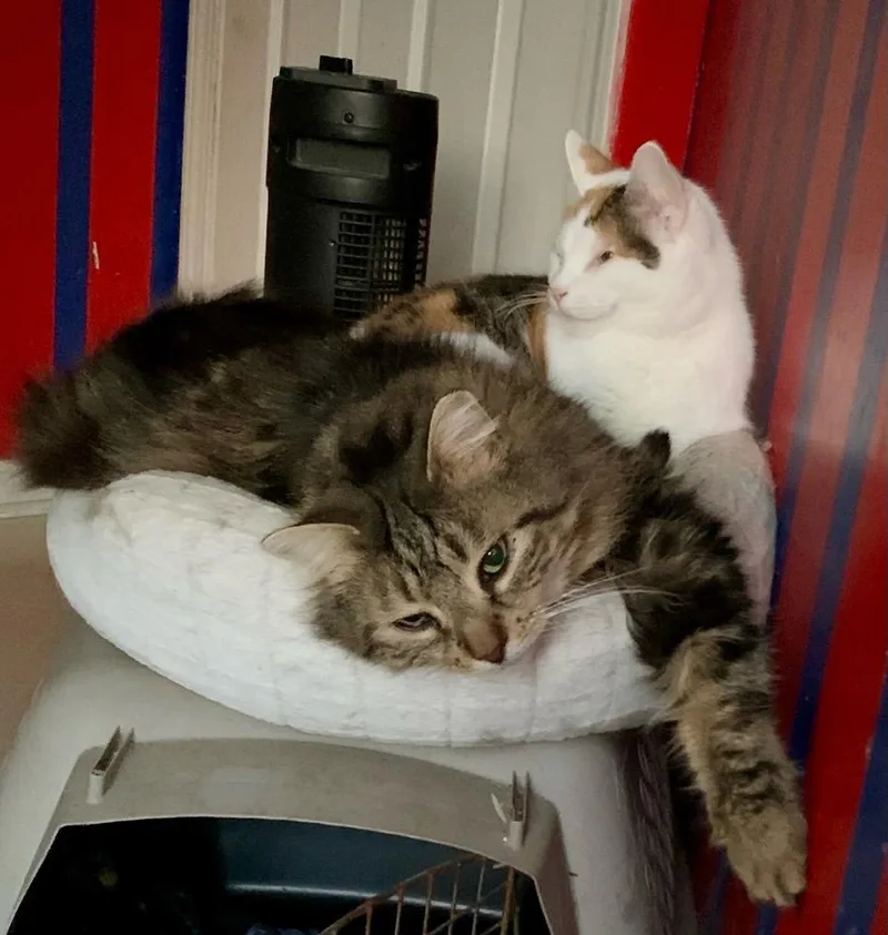 An adult small-sized female Black & White / Tuxedo Calico cat named Polly Pocket for adoption in Warren, CT