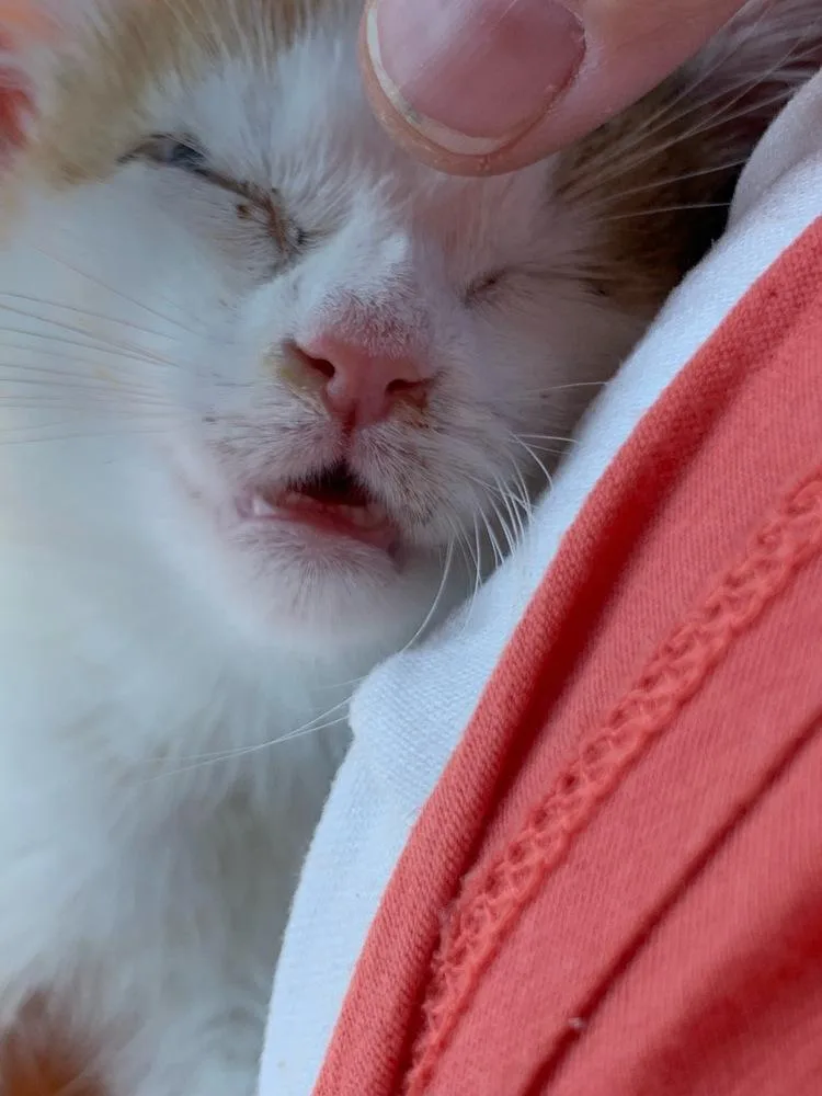 Polly Pocket thumbnail 2