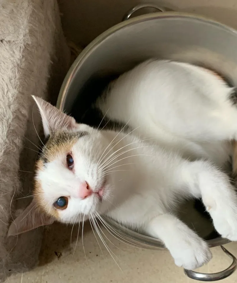 Polly Pocket thumbnail 5