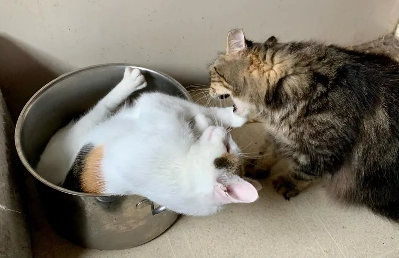 Polly Pocket thumbnail 6