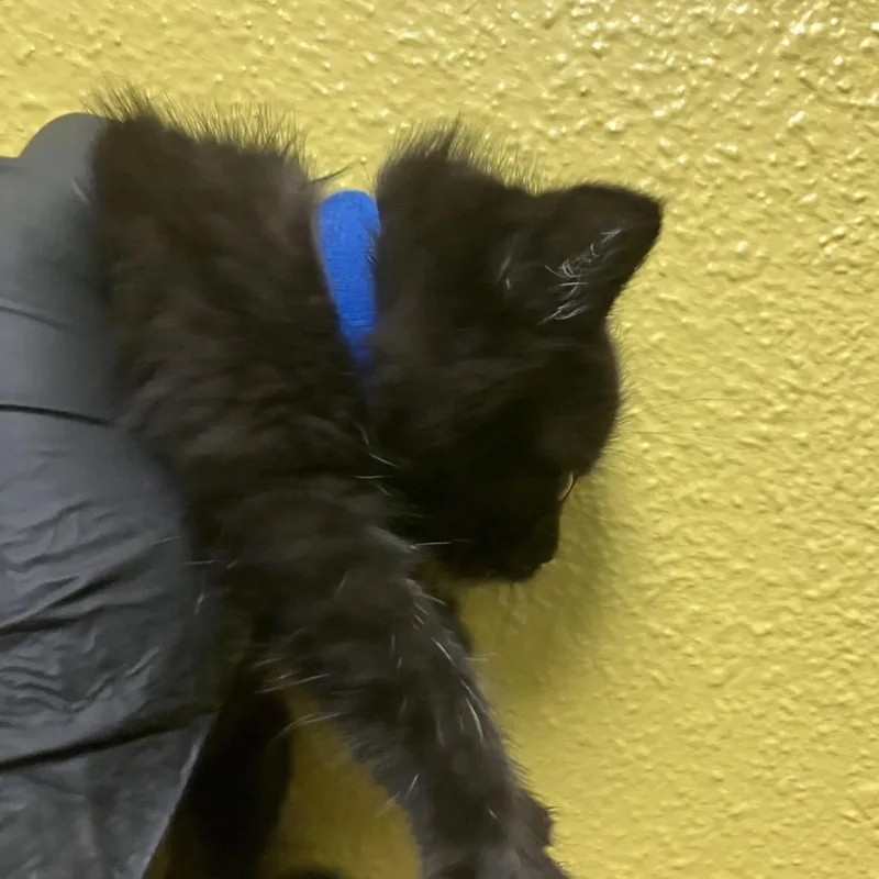 A baby small-sized male Black Domestic Short Hair cat named Gulliver for adoption in Keizer, OR