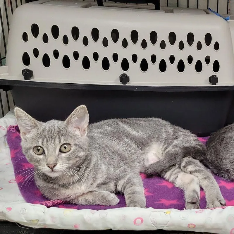 A baby small-sized female Gray / Blue / Silver Domestic Short Hair cat named Connie for adoption in Milan, IL