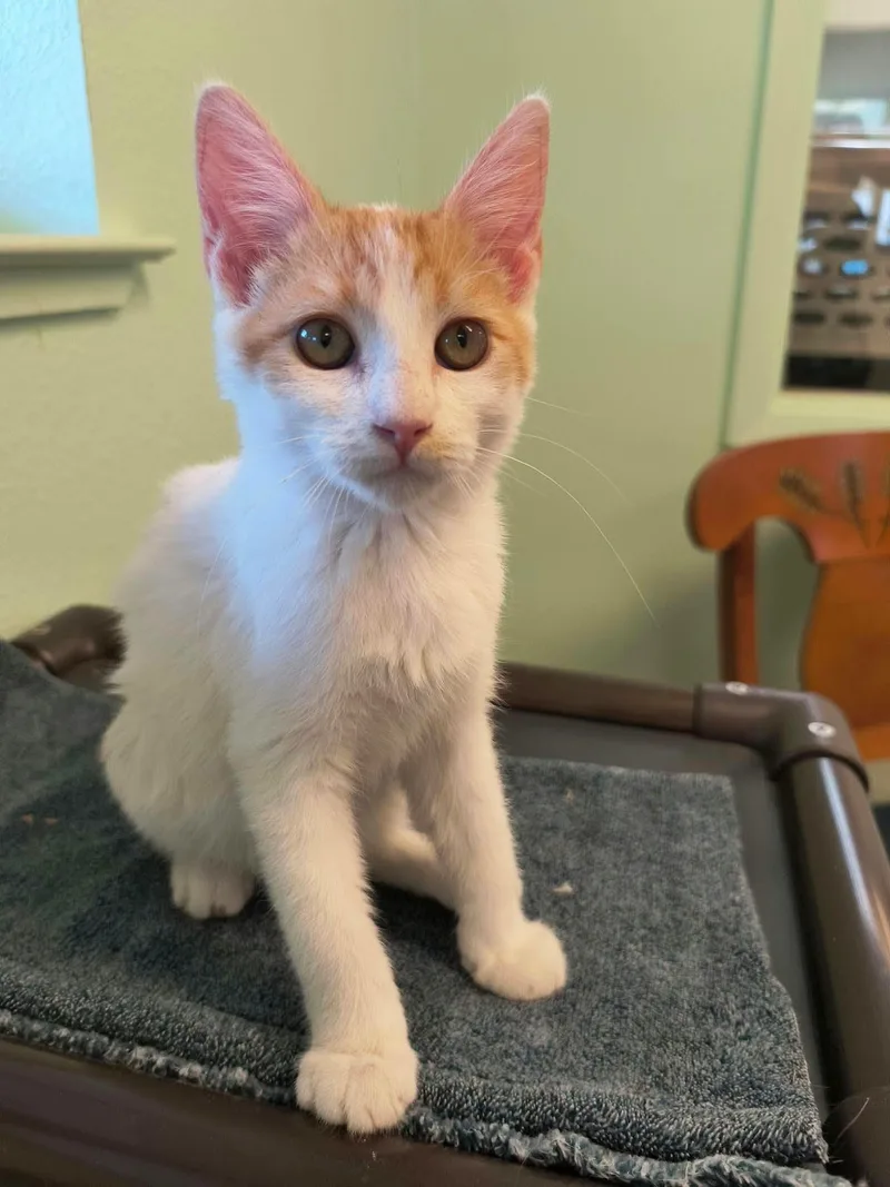 A young medium-sized male Domestic Short Hair cat named Howie for adoption in Weaverville, CA