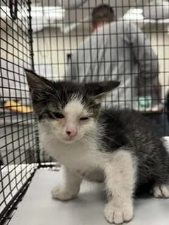 A baby small-sized male Domestic Short Hair cat named Shelly for adoption in Miami, FL