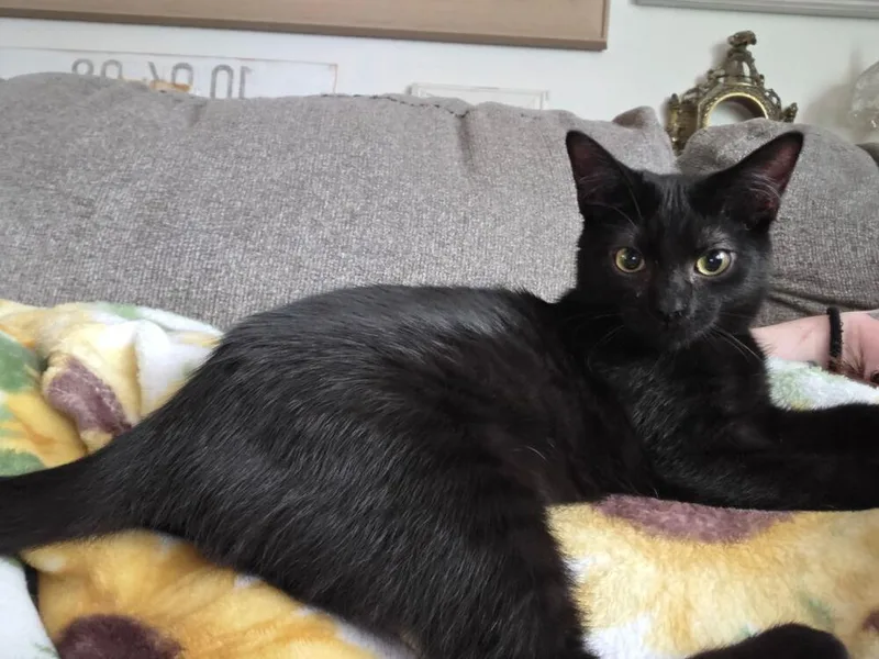 A baby small-sized female Black Domestic Short Hair cat named Mia for adoption in West Mifflin, PA