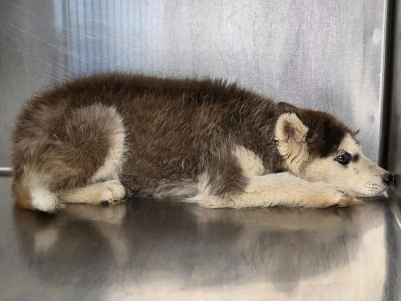 A baby large-sized female Husky dog named Harlem for adoption in Carthage, MO