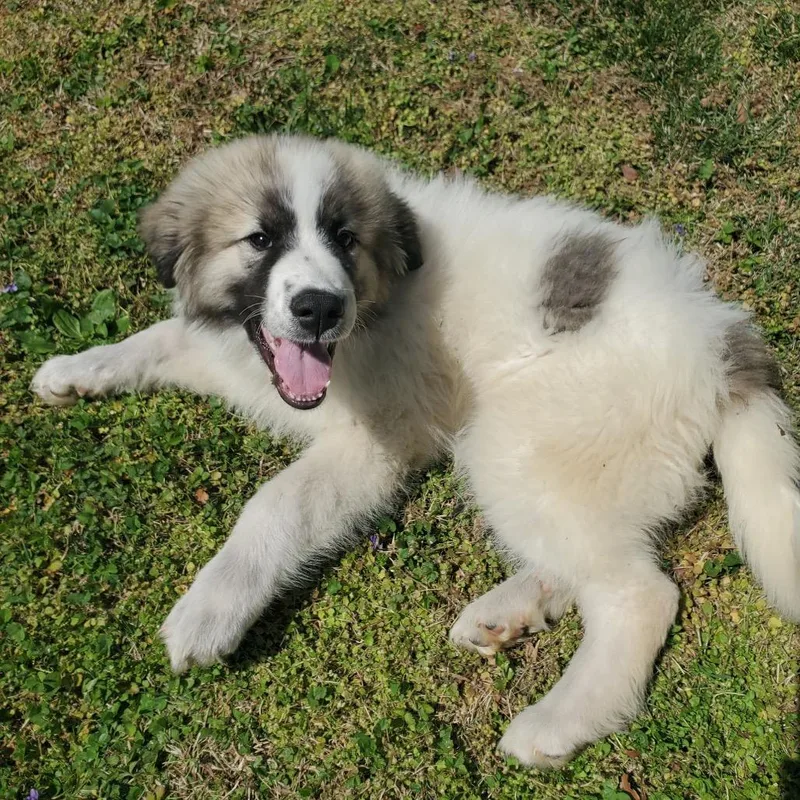 Silverbeard thumbnail 2