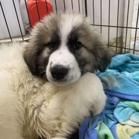 Silverbeard thumbnail 3