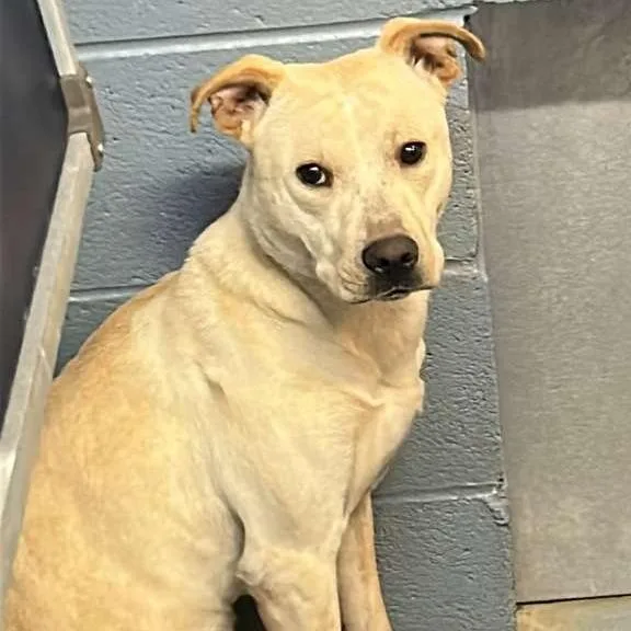 A young medium-sized male Yellow / Tan / Blond / Fawn Mixed Breed dog named Couchzilla for adoption in Gadsden, AL