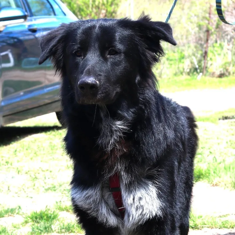 A young large-sized male Black Great Pyrenees dog named Ct Oliver for adoption in Eastford, CT