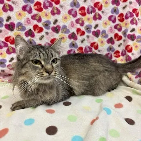 A young medium-sized female Brown / Chocolate Domestic Medium Hair cat named Tigress for adoption in Long Beach, CA
