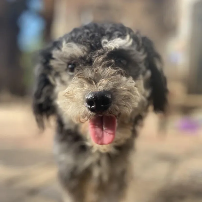 Skuttlebutt Pc thumbnail 2