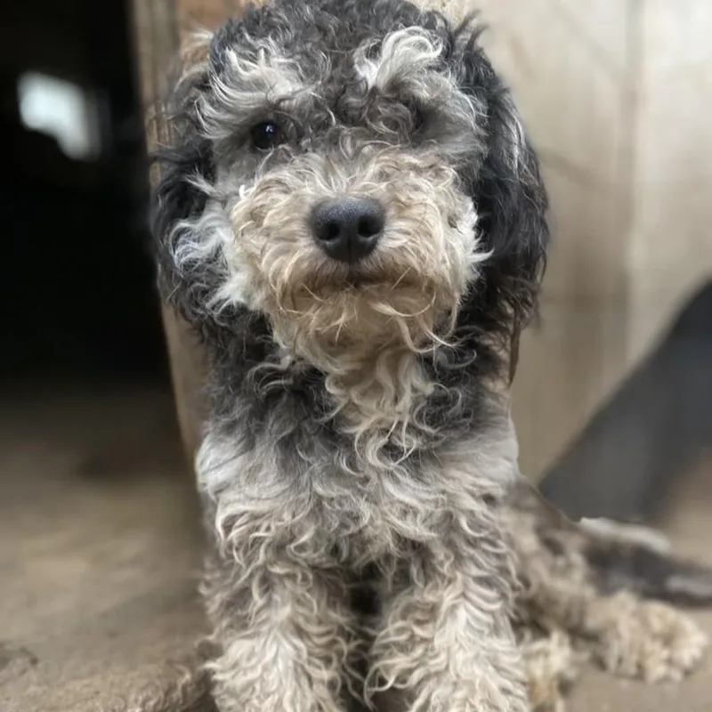 Skuttlebutt Pc thumbnail 3