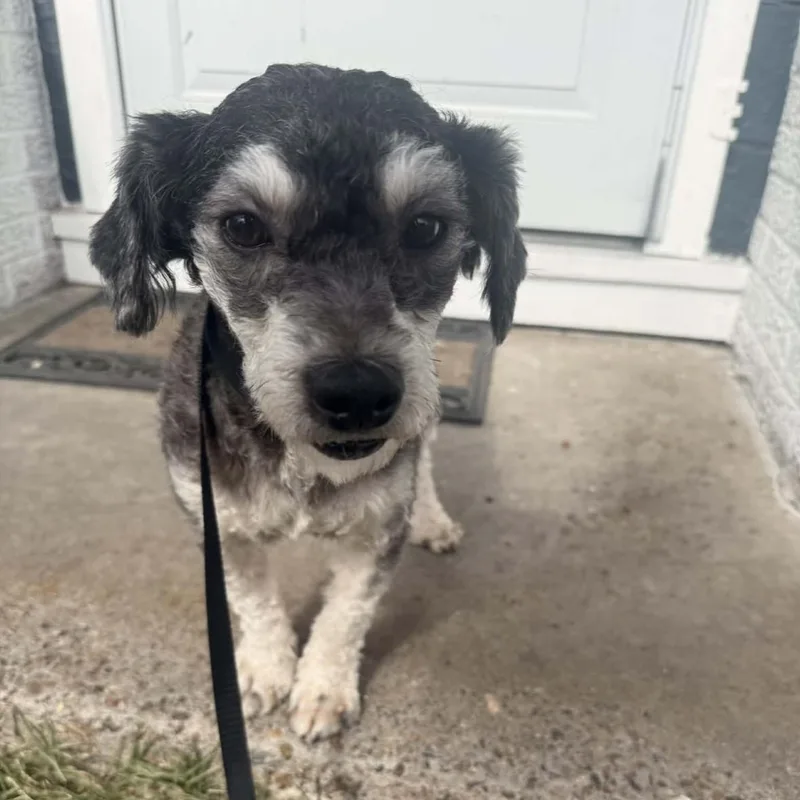 Skuttlebutt Pc thumbnail 4