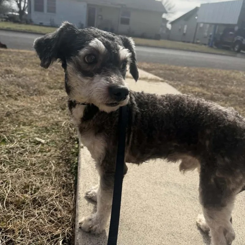 Skuttlebutt Pc thumbnail 5