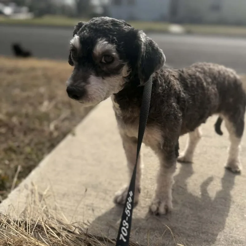 Skuttlebutt Pc thumbnail 6