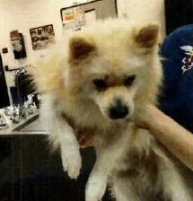 An adult small-sized male Pomeranian dog named Ryan for adoption in Thompson Falls, MT