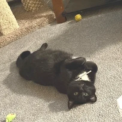 Coco