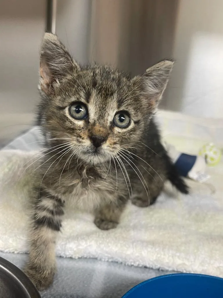 A baby medium-sized male Domestic Short Hair cat named Mark for adoption in Seven Points, TX