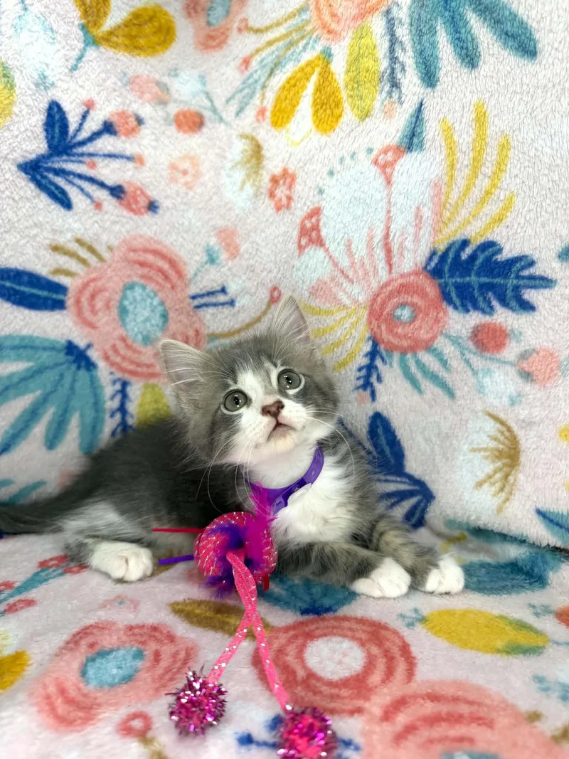 Francine
