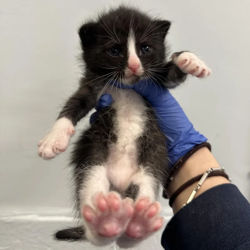 A baby small-sized male Black Domestic Short Hair cat named Phantom for adoption in Philadelphia, PA