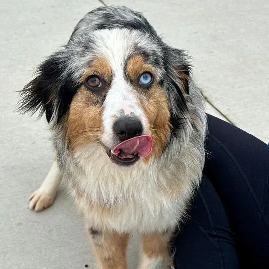 An adult small-sized female Gray / Blue / Silver Australian Shepherd dog named Lexi for adoption in Matteson, IL