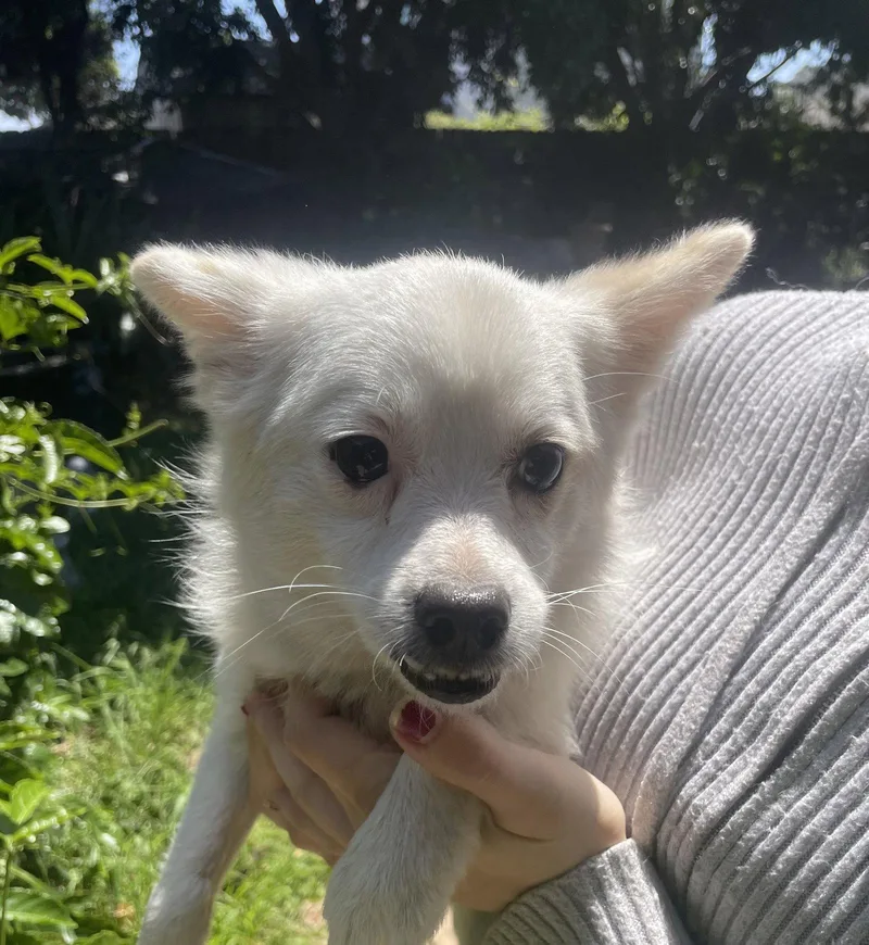 An adult small-sized female Chihuahua dog named Daisy for adoption in San Diego, CA