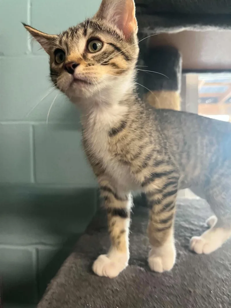 A baby medium-sized female Domestic Short Hair cat named Shelly & Kelly for adoption in Warren, OH