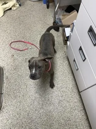 A young medium-sized female American Bulldog dog named Gertie for adoption in Conway, AR