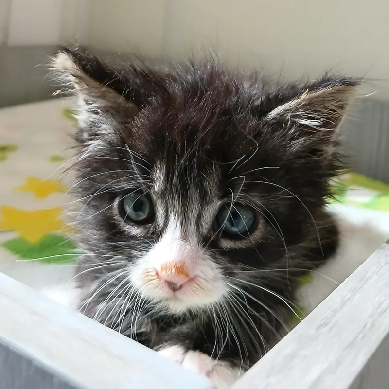 A baby small-sized male Gray / Blue / Silver Domestic Short Hair cat named Brooklyn for adoption in Kanab, UT