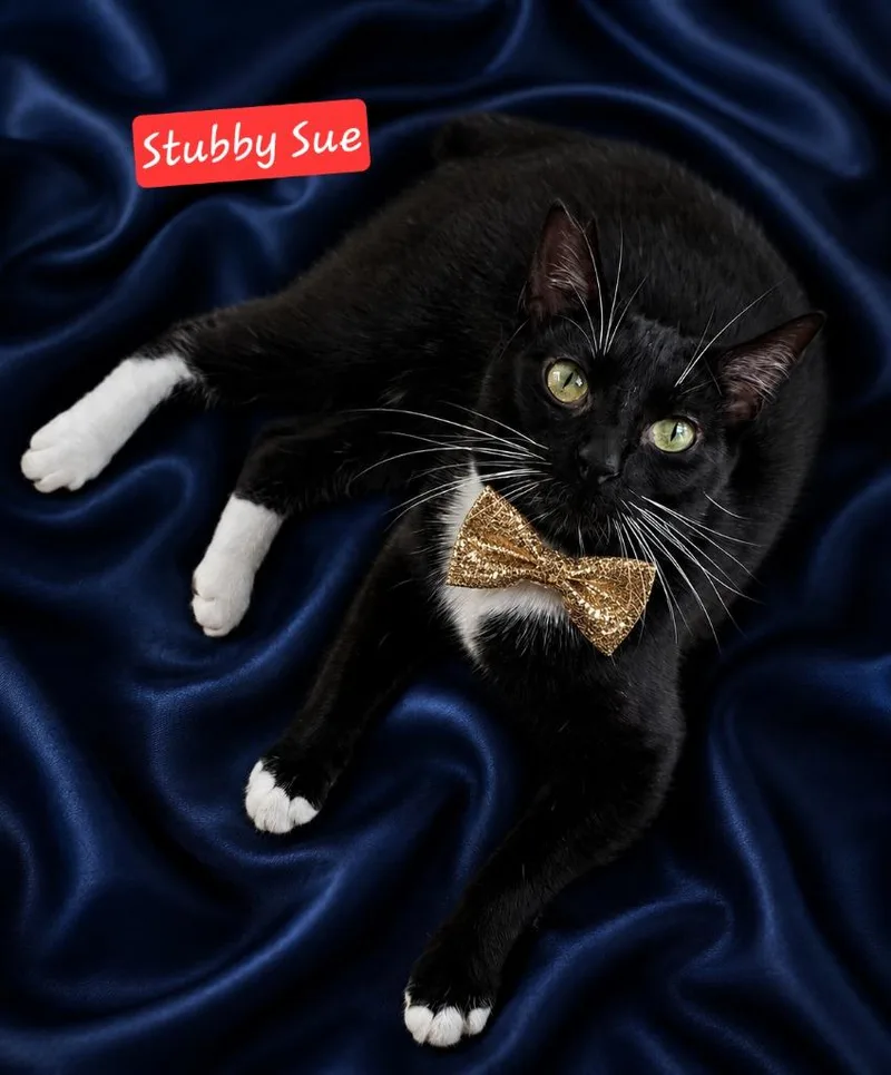 Stubby Sue thumbnail 3