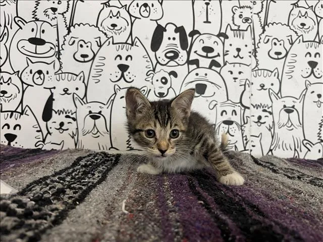 A baby small-sized female Domestic Short Hair cat named Harmony for adoption in San Pedro, CA