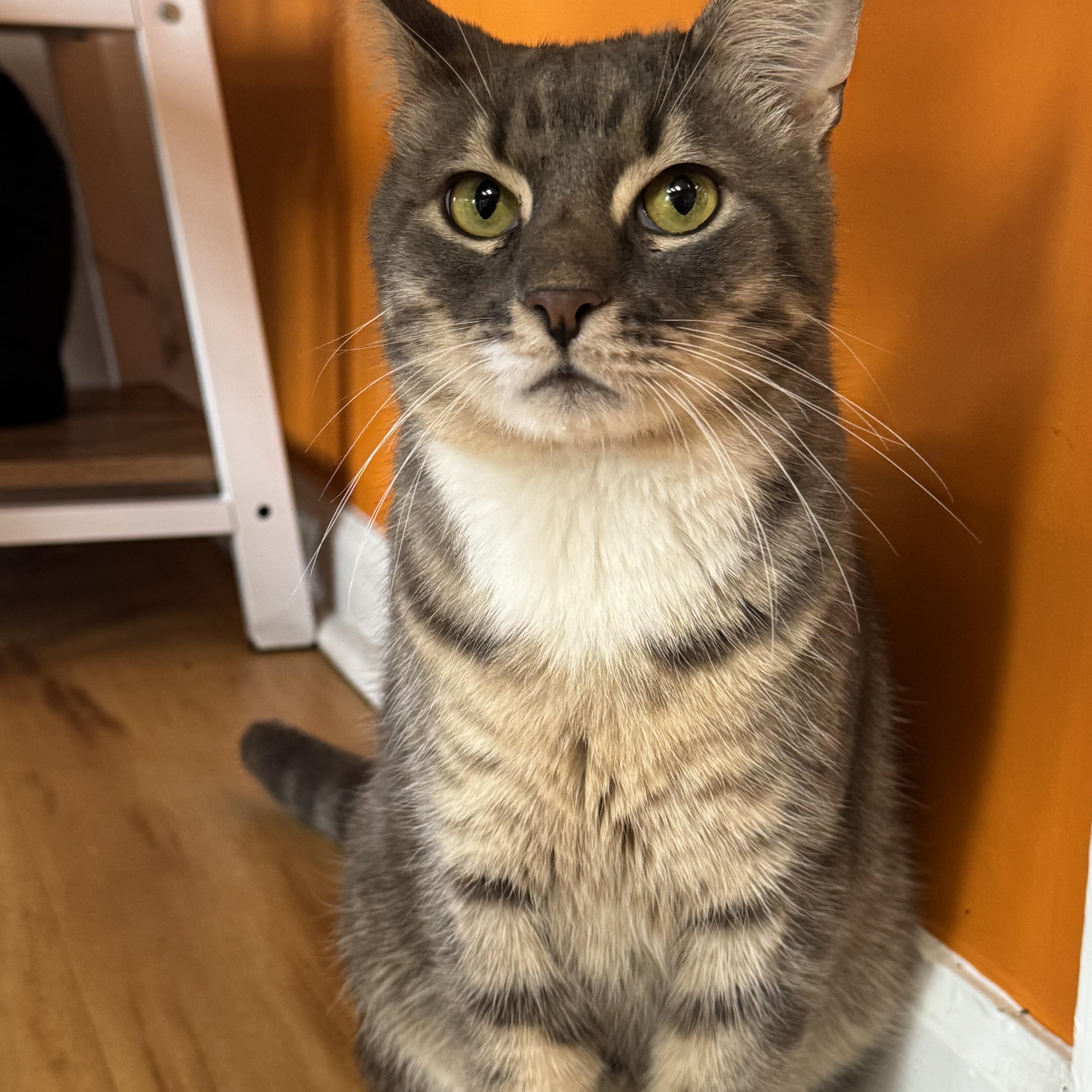 A young medium-sized male Tabby (Gray / Blue / Silver) Domestic Short Hair cat named Neptune for adoption in North Haven, CT