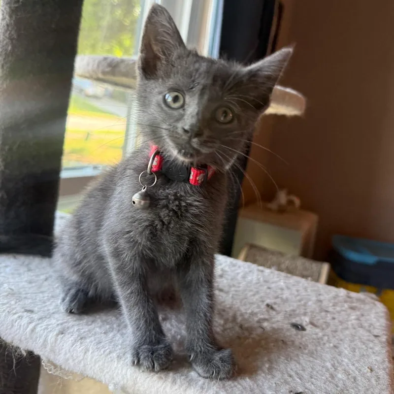 A baby small-sized female Gray / Blue / Silver Domestic Short Hair cat named Furby for adoption in Brownsboro, AL