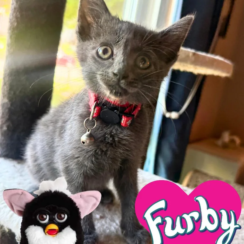 Furby thumbnail 2