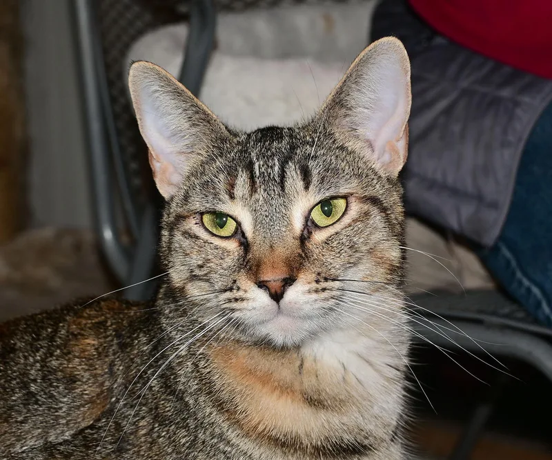 An adult medium-sized female Tabby (Gray / Blue / Silver) Domestic Short Hair cat named Petal for adoption in Corrales, NM