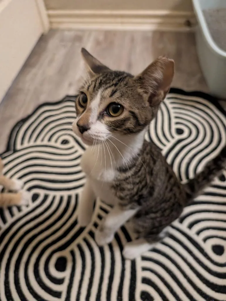 A baby medium-sized male Domestic Short Hair cat named Damian for adoption in San Antonio, TX
