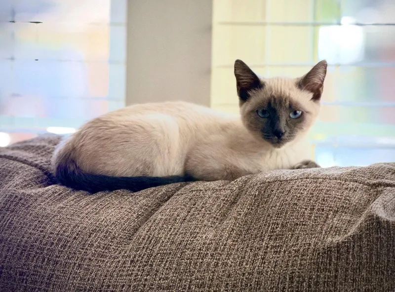 A young medium-sized female Siamese cat named Cordelia for adoption in Riverside, CA
